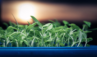 growing seedlings at sunrise- Beginning Of A New Life (plant, growing, sunlight)