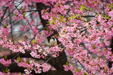 河津桜とスズメ