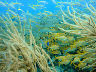 Yellow grunts and snappers under water in a coral reef of the caribbean