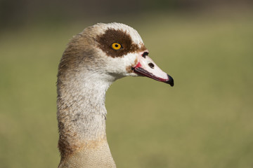 Egyptian Goose (Alopochen aegyptiaca) Closeup, Profile, Blurred Grassy Background - 195098093