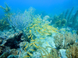 Naklejka na ściany i meble Yellow grunts school in a coral reef of Providence Island, Colombia