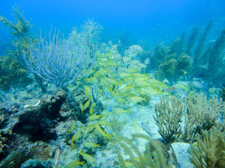 Fototapeta na wymiar Yellow grunts school in a coral reef of Providence Island, Colombia