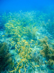 Yellow grunts school in a coral reef of Providence Island, Colombia