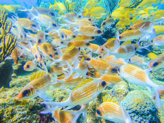 Mosaic of red fishes in a coral reef of the caribbean in Providencia Island, Colombia