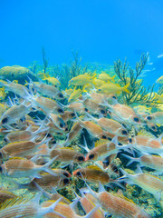 Mosaic of red fishes in a coral reef of the caribbean in Providencia Island, Colombia