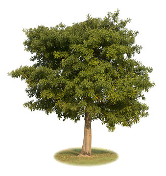 Green tree (Devil tree) isolate on white background. This has clipping path.