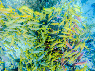 Yellow grunts school in a coral reef of Providence Island, Colombia