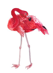Watercolor image of flamingo