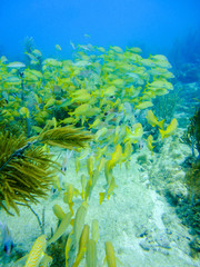 Obraz premium Grunts school under water