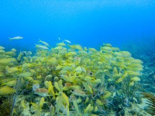 Grunts school under water