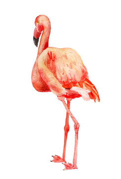 Watercolor image of flamingo