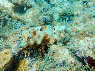 Chinese lobster in the Caribbean during armour exchange