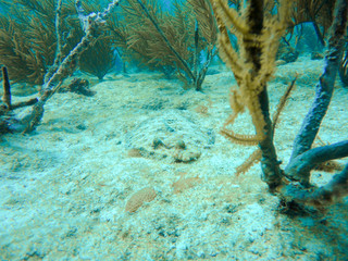 Flounder fish over the caribbean sea floor of Providence Island, Colombia
