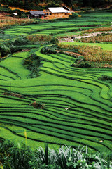 Fototapeta na wymiar green paddy fields around Ma Tra village in the summer, Sa Pa, Vietnam