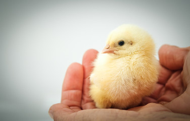 newborn chick on a farmer's hand