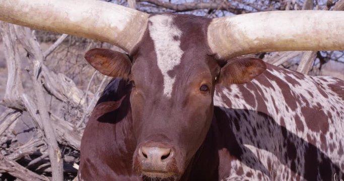 Watusi cattle relaxing while facing camera head on - close up?
