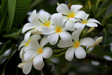 Plumeria