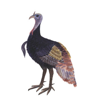 Watercolor painting wild turkey bird