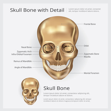 Human Bone Skull Anatomy Vector illustration