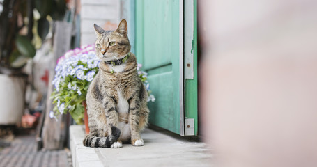 Street cat at outdoor