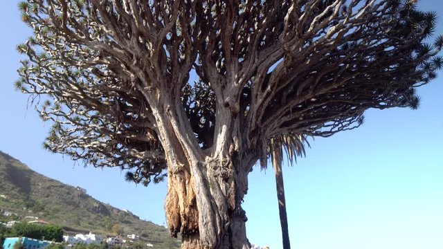 walking near oldest dragon tree at Tenerife Island