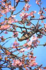 早春の河津桜とヒヨドリ