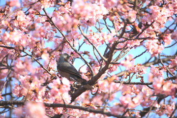 早春の河津桜とヒヨドリ
