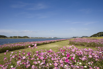 遠賀川のコスモス