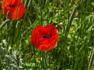Red flower of Poppy, Papaver, blossom in wild macro, selective focus, shallow DOF