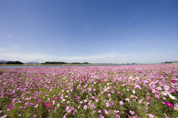 遠賀川のコスモス