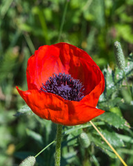 Obraz premium Red flower of Poppy, Papaver, blossom in wild macro, selective focus, shallow DOF