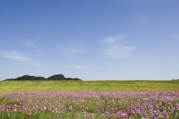 遠賀川のコスモス