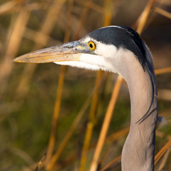 Extremely close view of a great blue heron, seen in the wild in North California (1000mm telephoto)