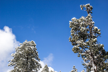 Snow Laden Trees On Clear Day