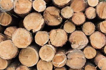 Log ends background, pine wood cross sections