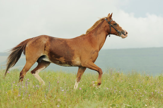 Brown horse run trotted on green meadow in summer day