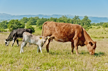 Cow with calf at Grazing Near Koljane - 0848