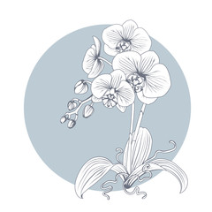 Hand drawn sketch orchid flower. Phalaenopsis contour image. Black and white with line art illustration.