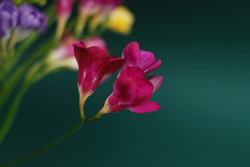 Bouquet of Blue or Purple and Pink freesias flower, isolated on Green Background. Spring Time.
