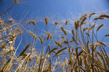 Golden ears on blue sky background, bottom view