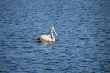 Pelican Bird