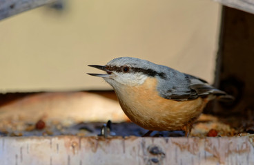 Kleiber im Vogelhaus
