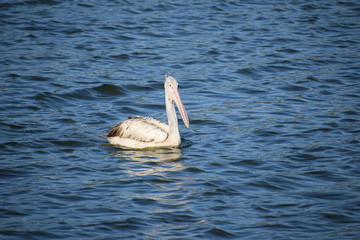 Pelican Bird