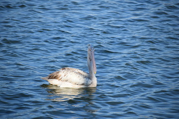 Pelican Bird