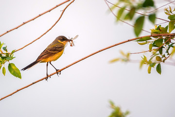 Western Yellow Wagtail or Motacilla flava on tree
