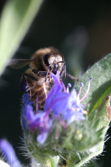 The bee collects nectar from Echium vulgare, viper's bugloss, blueweed. Collect pollen in the meadow.