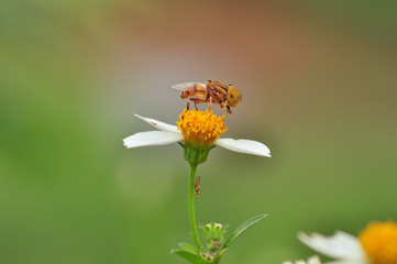 Flower nad Insact