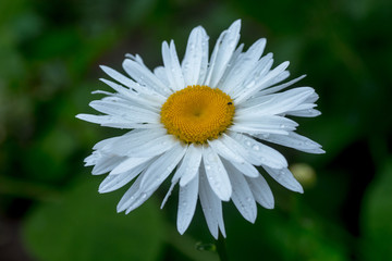 Daisy Crazy, wheel, chain, chamomel, gang bang in flowerbed. One flowers of large white chamomile with drops of dew or rain on petals.