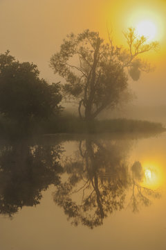 Sonnenaufgang in der Oderaue, Nebel verschleiert die aufgehende Sonne, Alte Silberweide spiegelt sich im Wasser der Fliesse