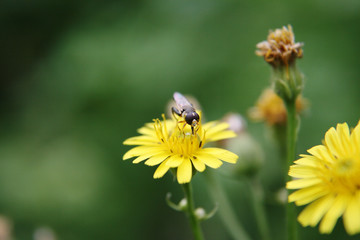 insect feeds on the pollen of plants.